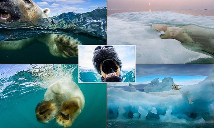 The stunning images from one photographer's intrepid journeys in the Arctic in a tiny fishing boat in search of polar bears